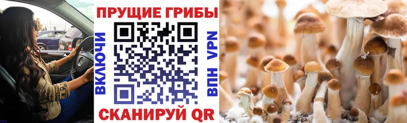 Галлюциногенные грибы Psilocybe Самара